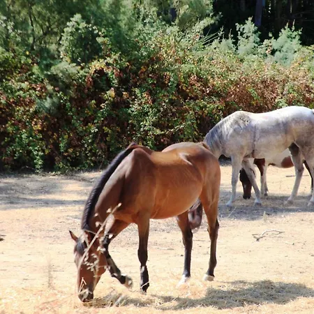 Happy Camp Mobile Homes In Village Bella Sardinia Camping